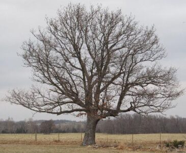 What We're Planting Right Now – Spring Garden Image